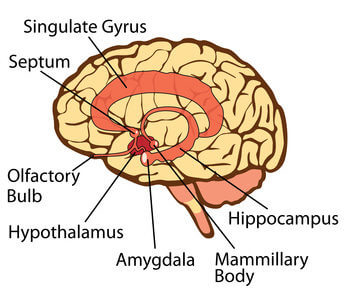 Amygdala
