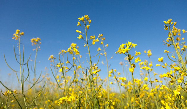 verbio vereinigte bioenergie aktie